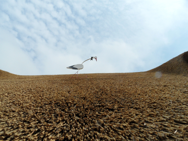 storch